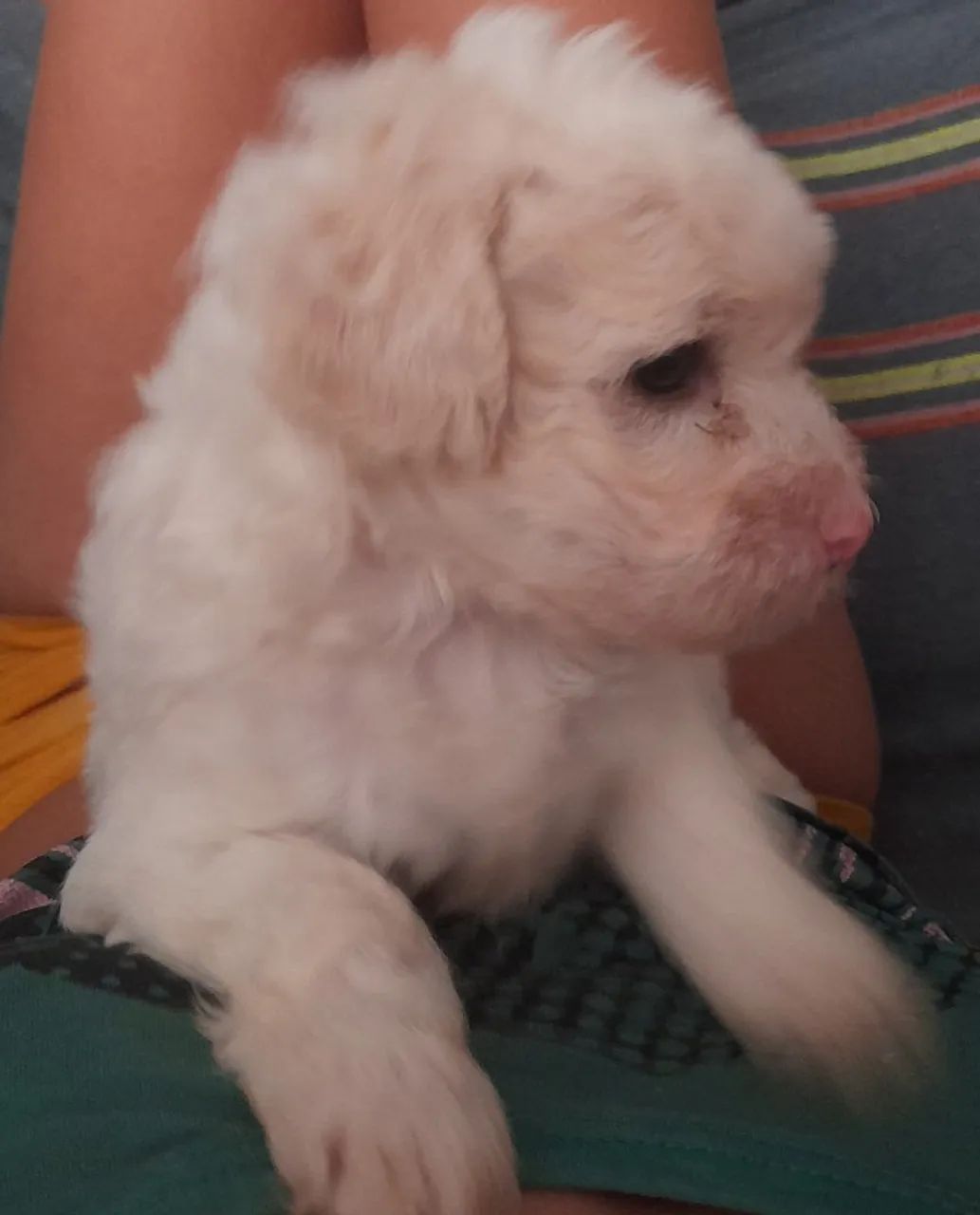 Cacchorro poodle 