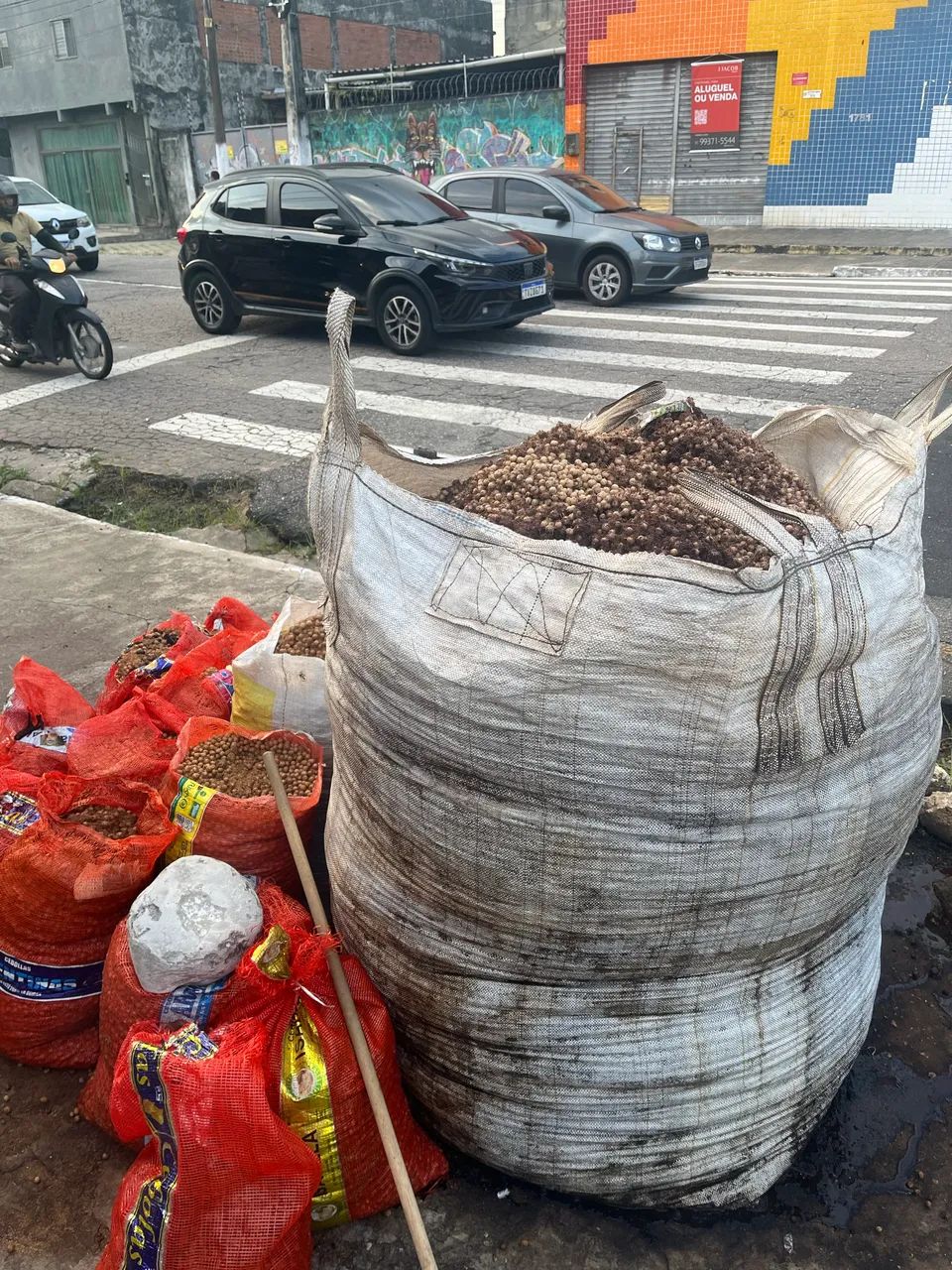 Caroço seco de Açaí  - Foto 3