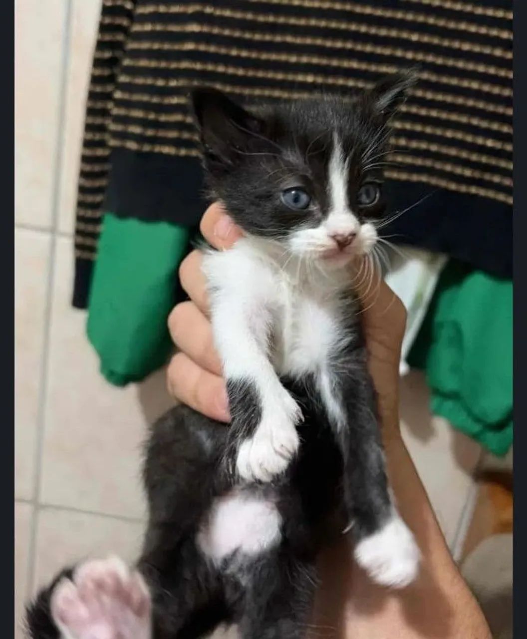 Filhote de gato para adoção - Foto 2