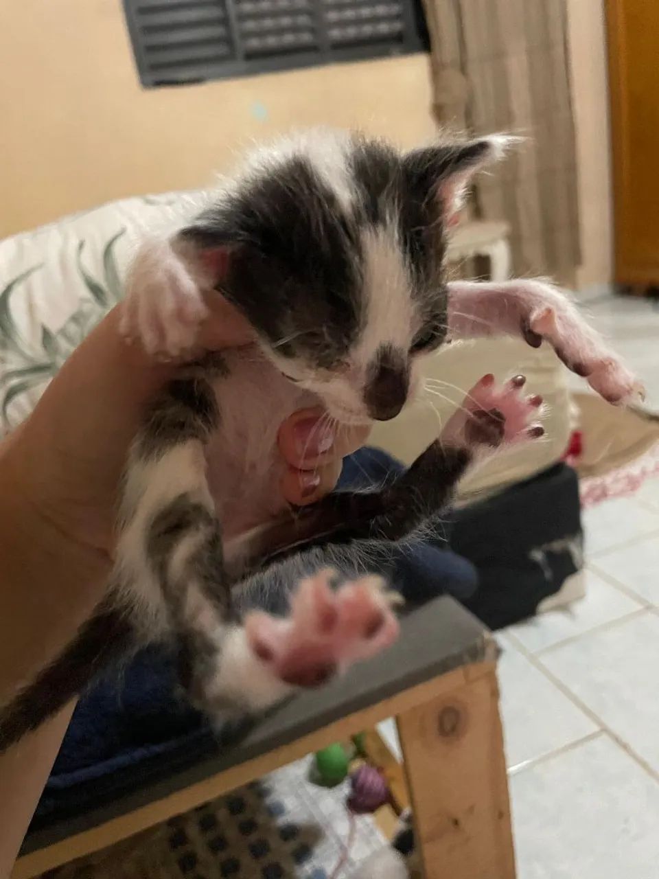 Animais Gatos  - Foto 2