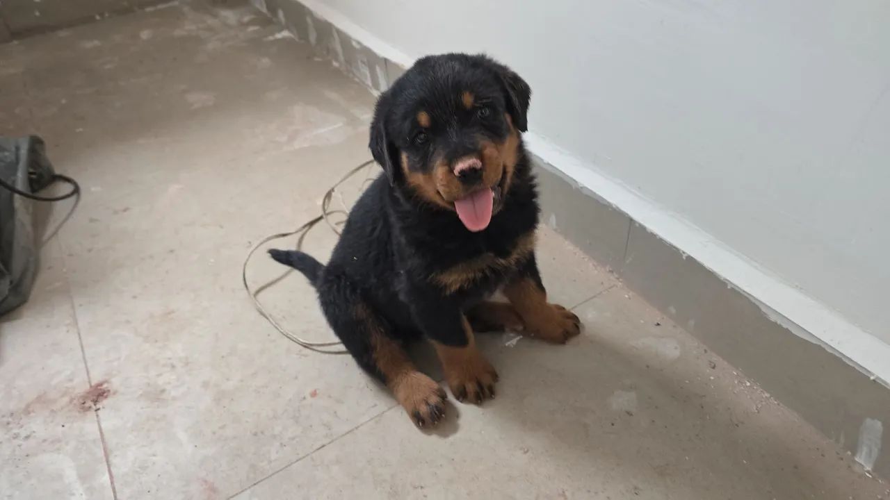 Filhotes de rottweiler 