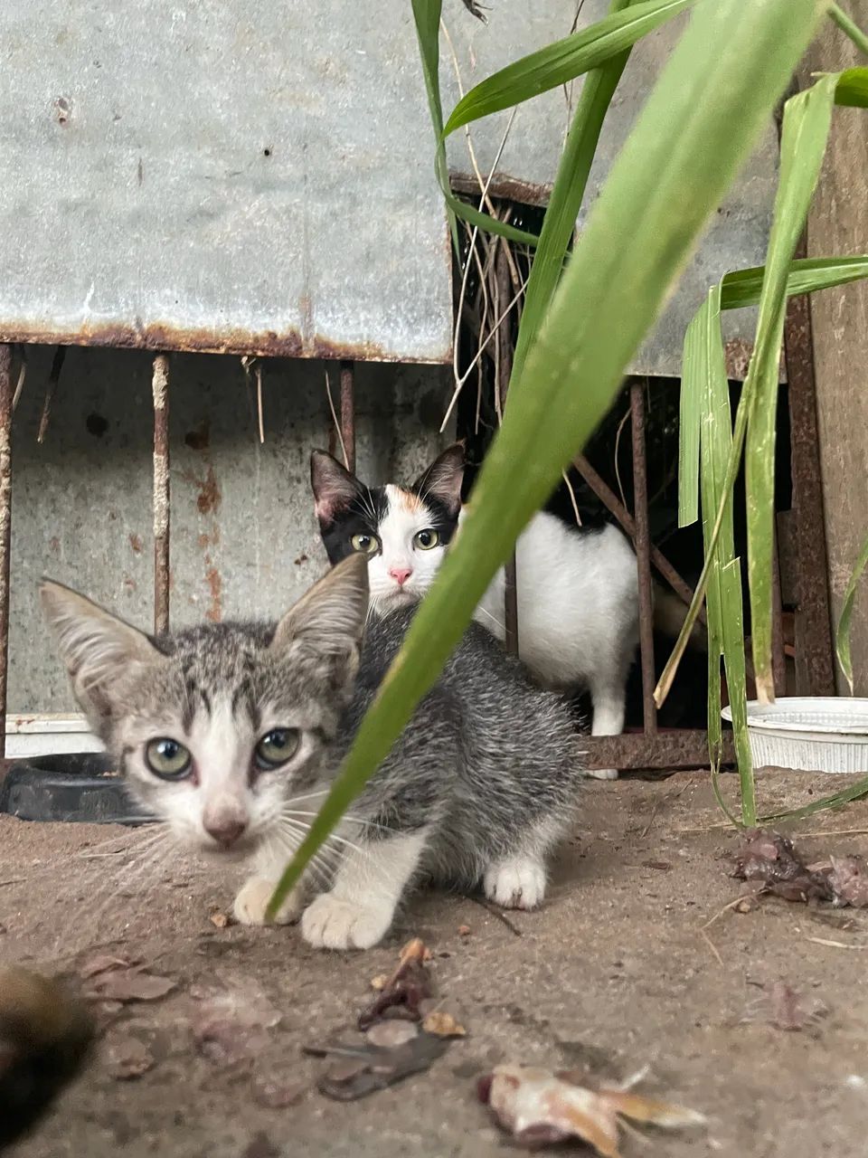 Gatinho filhotes para adoção  - Foto 2