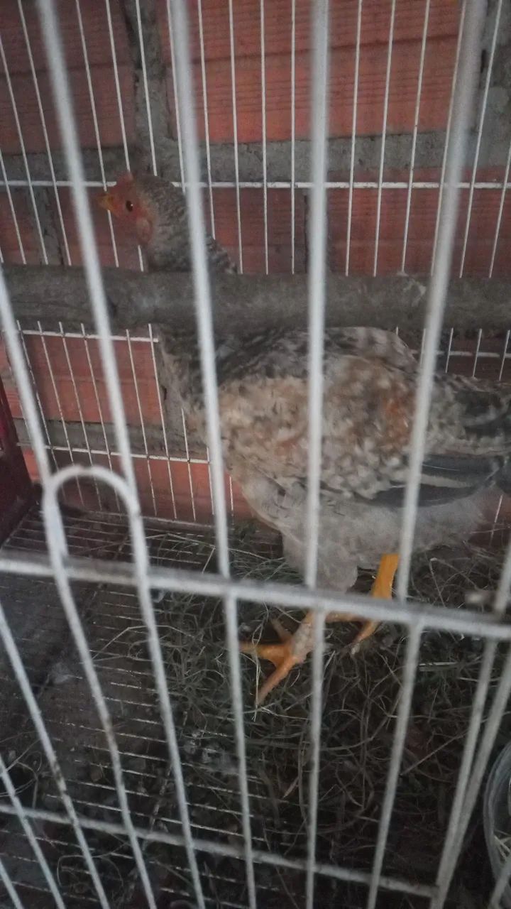 Frango e mine galize  - Foto 3