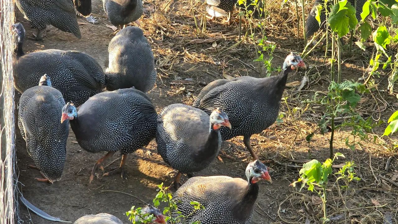 Vende-se Galinhas d'Angola