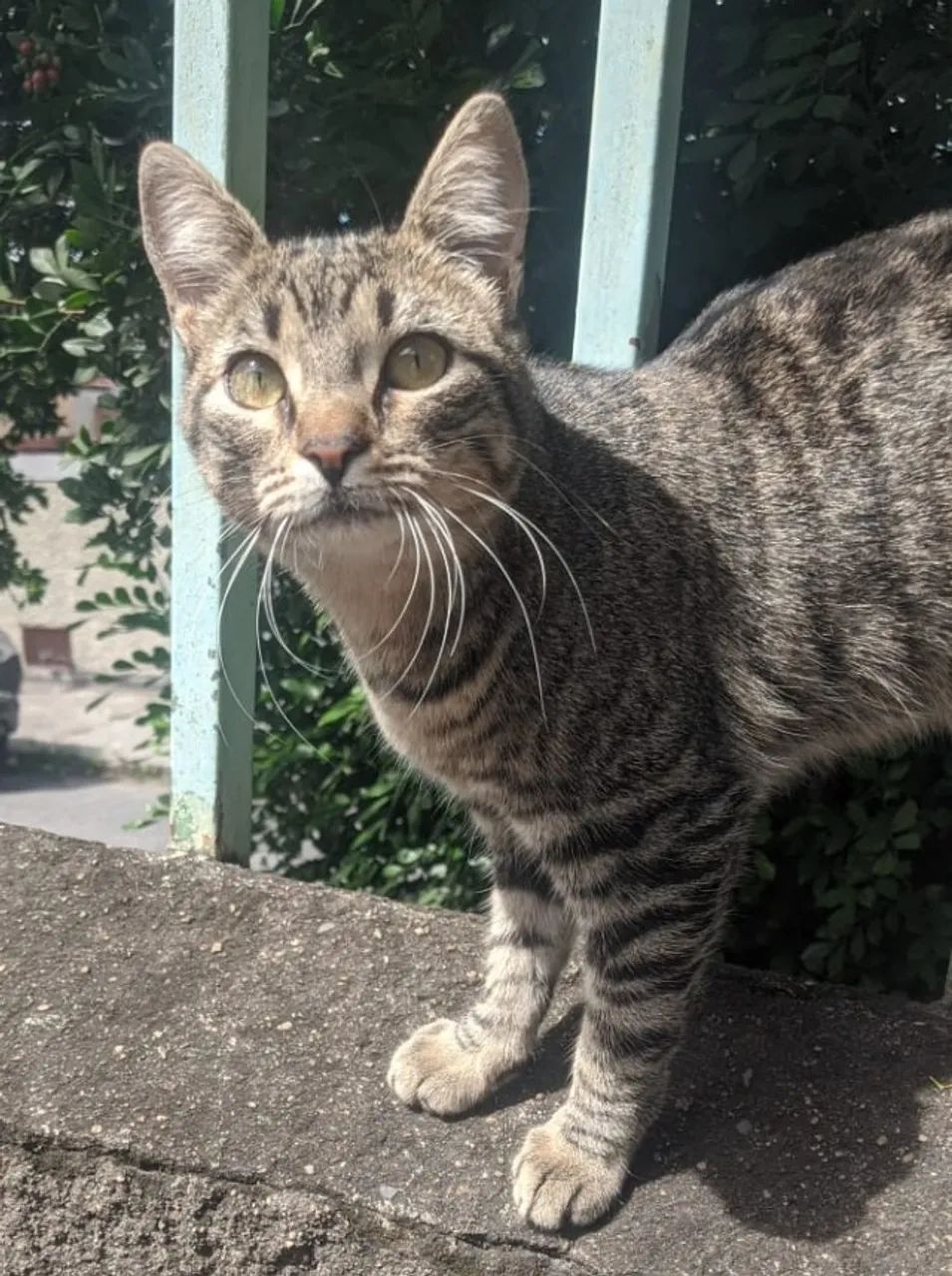 Doação de gata fêma, rajada, com 4 meses, muito dócil, no bairro Céu Azul - Foto 3