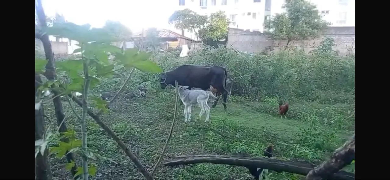 Vaca parida  - Foto 4
