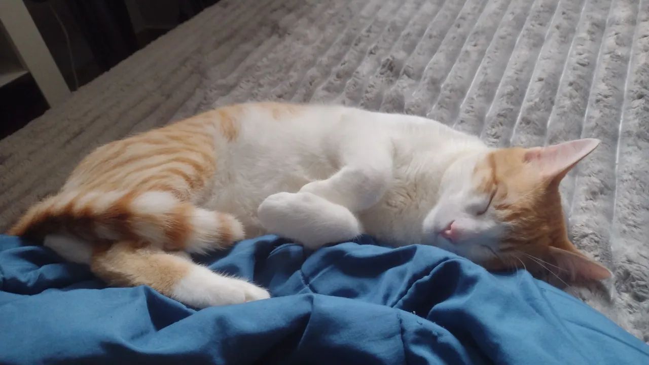 Gato perdido branco e laranja  - Foto 4