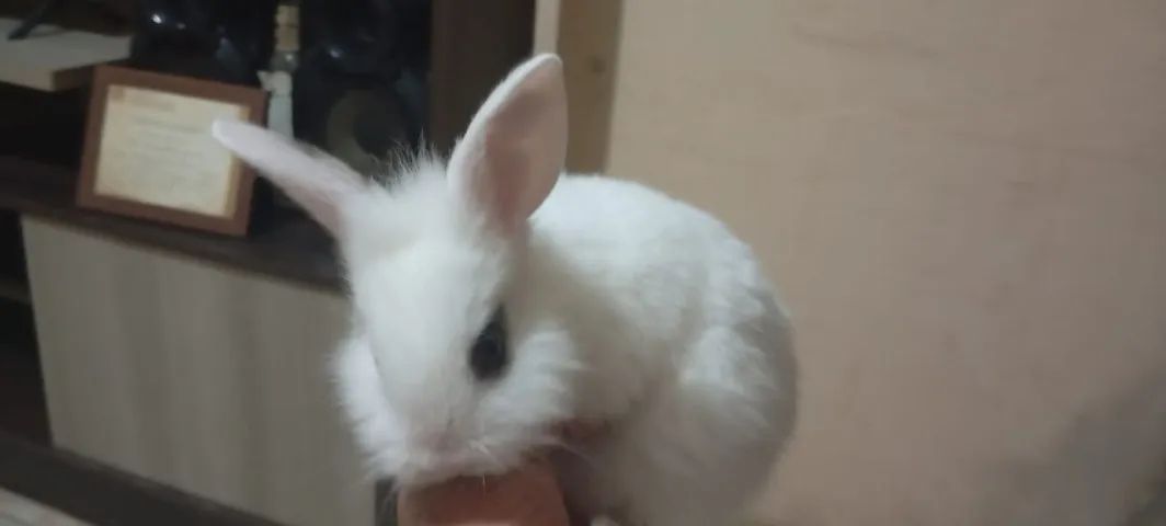 Filhotes de Coelho da Raça Mine Lion - Foto 3