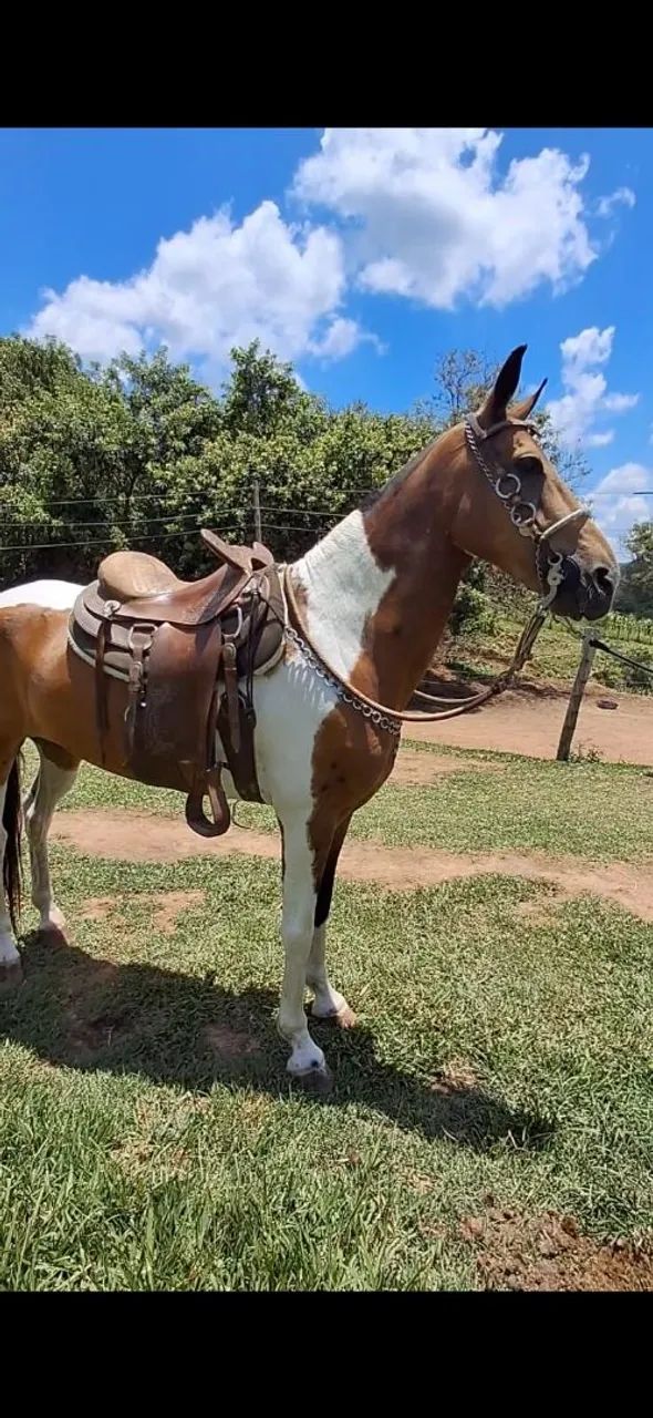 CASTRADO LUXO (marcha picada) - Foto 3