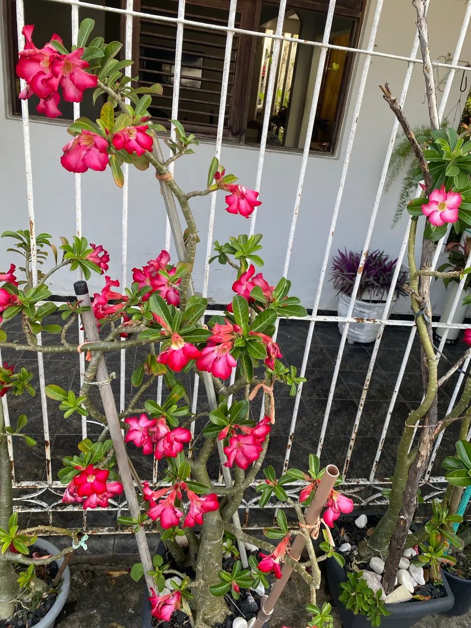 Rosa do Deserto  - Foto 2