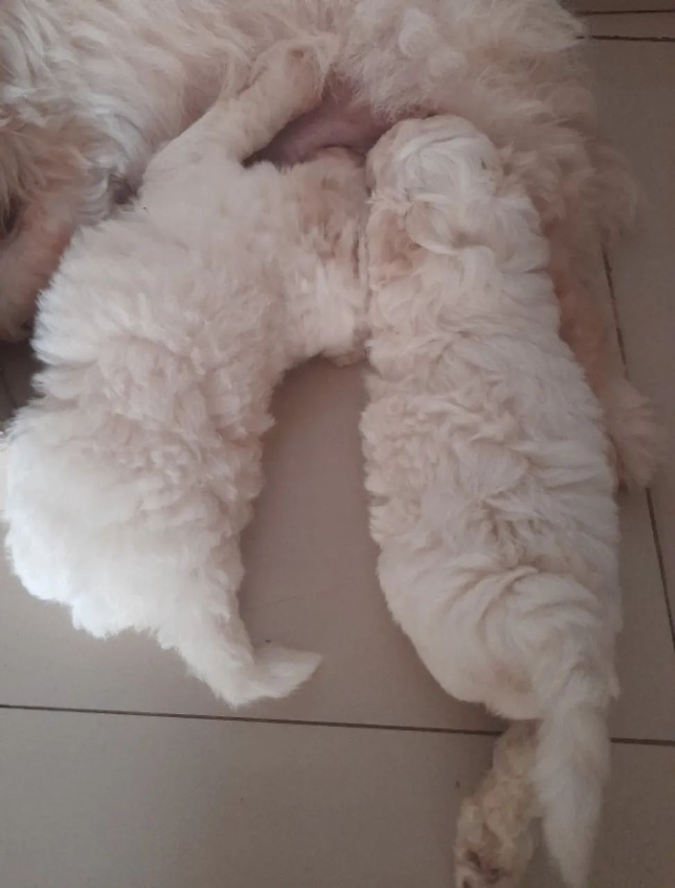 Cacchorro poodle  - Foto 3