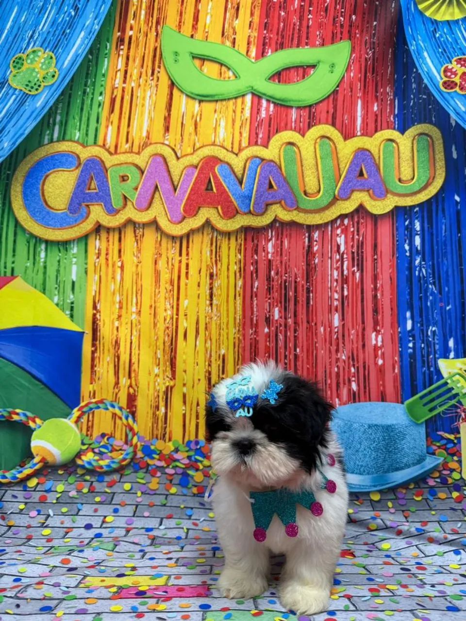 Vendo lindo filhote shitzu 