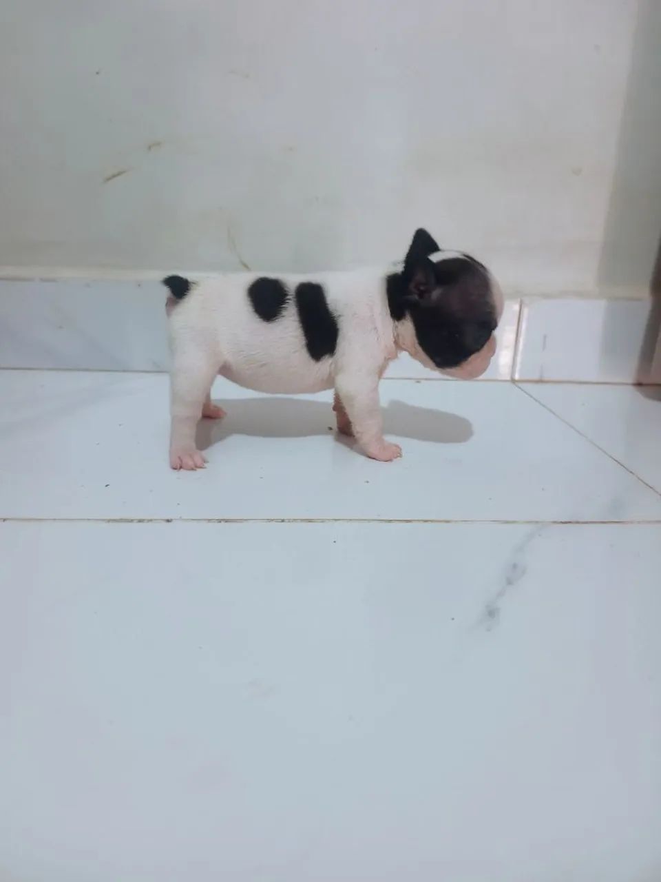 Bulldog francês  - Foto 5