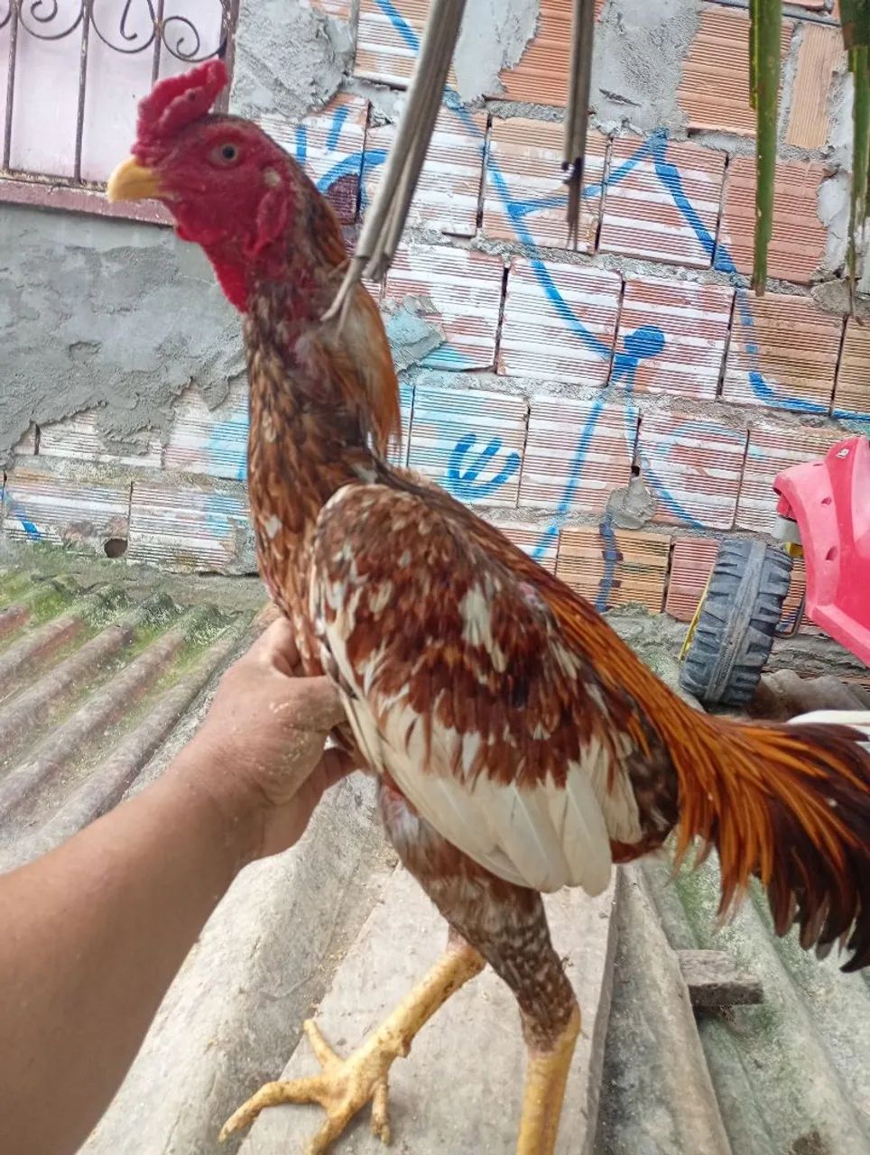 Vendo frango  - Foto 2