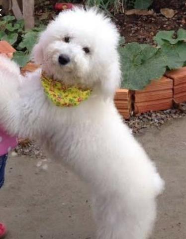 Poodle Fêmea Branca