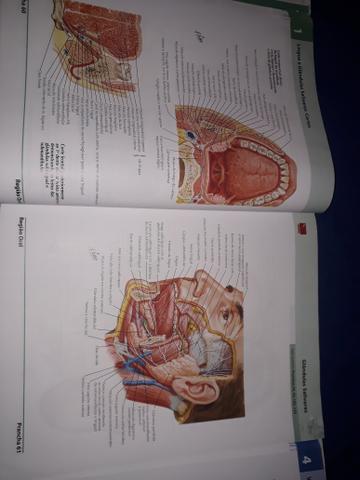 Dois Atlas de Anatomia Humana do Netter - volumes 1 e 2 - Foto 6