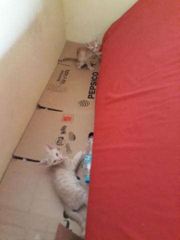 Gatinhos S2 - Foto 4