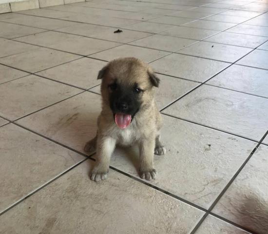 Vendo filhote de Akita com Pastor Alemão - Foto 5