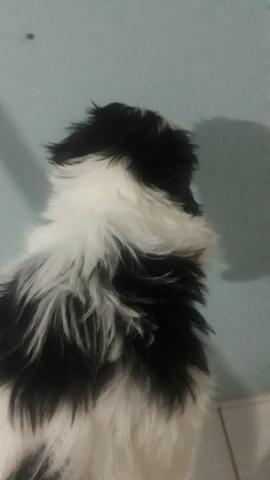 Vende se filhote fêmea - Foto 2