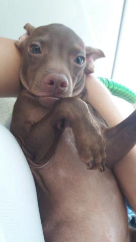Procura-se namorada para pinscher