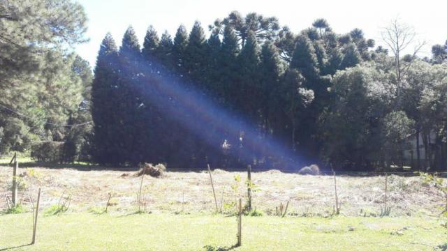 Casa à venda com 2 dormitórios em Parque das hortênsias, Canela cod:NI05502 - Foto 3