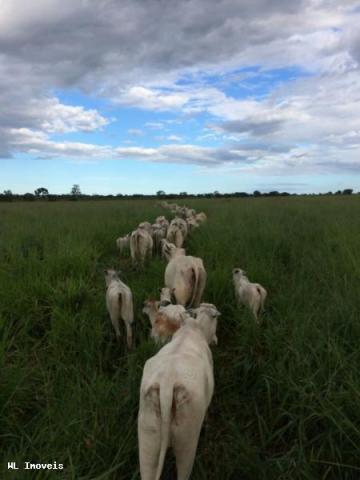 Fazenda para Venda em Gurupi, Área Rural de Gurupi, 3 dormitórios, 2 banheiros, 5 vagas - Foto 9