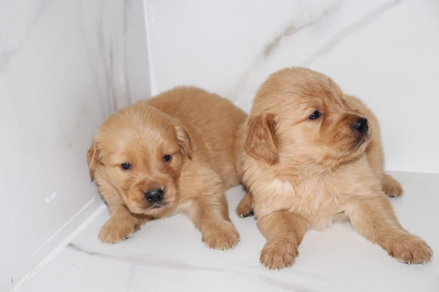 micro golden retriever