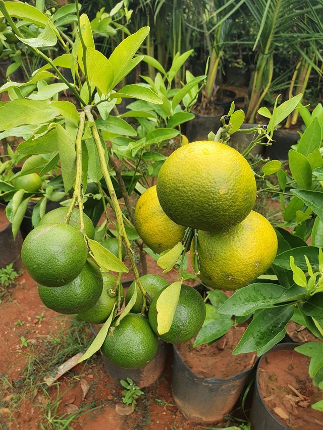 Frutíferas em promoção 3 mudas por 100,00  e 3 mudas especiais por 200,00 - Foto 5
