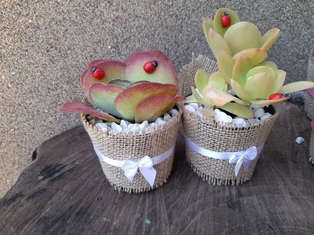 Lembrancinhas de cactos e suculentas  - Foto 3