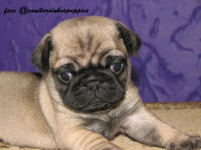 pug bebes pronta entrega garanta hoje seu bebe !