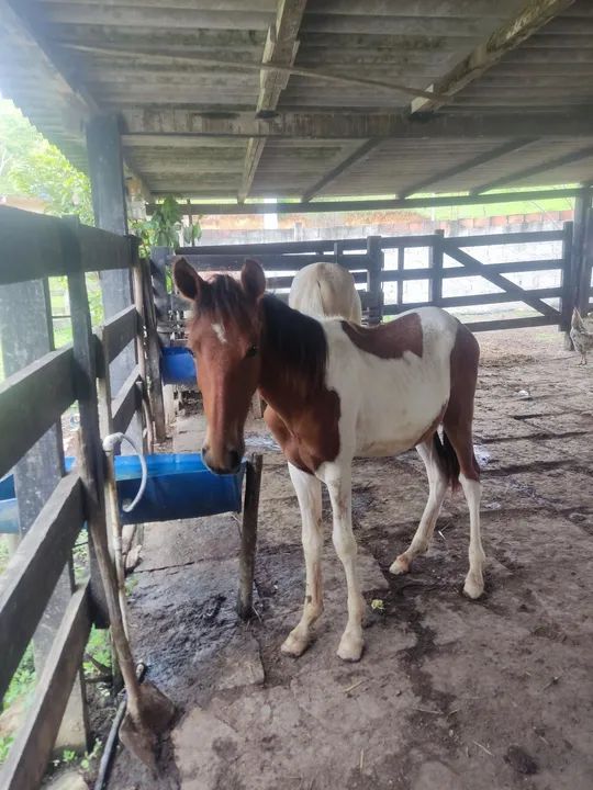 Potro Mangalarga Pampa de castanho