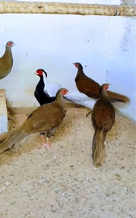 GALINHAS ORNAMENTAIS //FILHOTES 30 DIAS - Foto 2