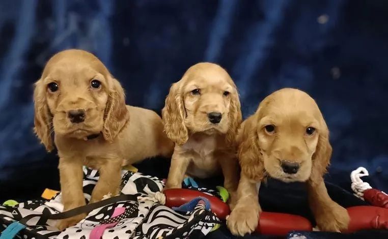 Cocker Spaniel Ingles - Foto 2