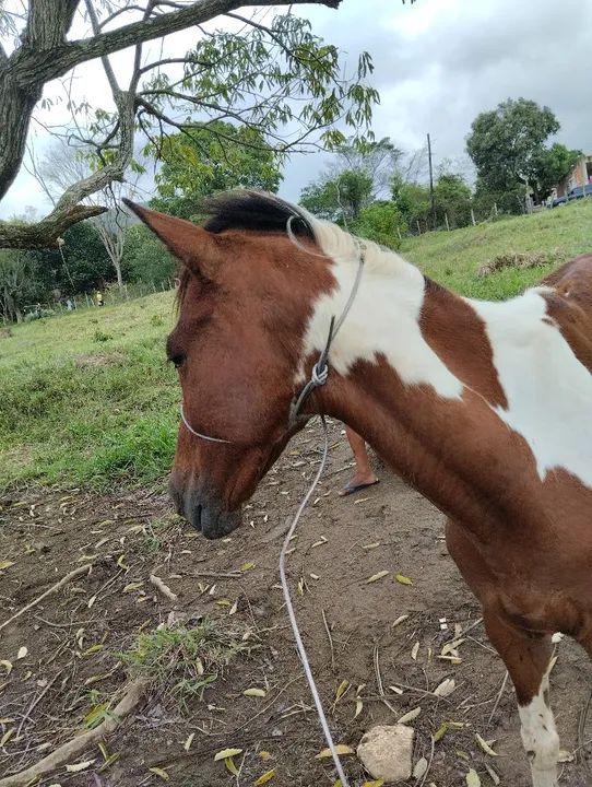 Cavalo pampo para venda ou troca - Foto 3