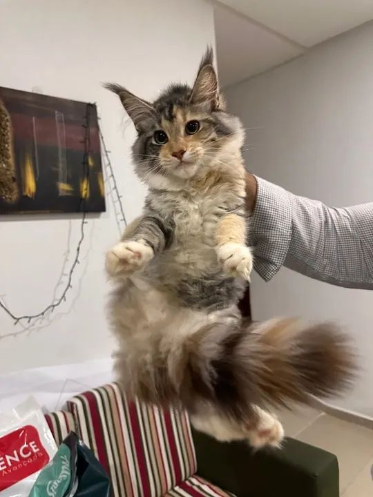 ***Promoção***Filhotes de Gatos Maine Coon - Foto 4