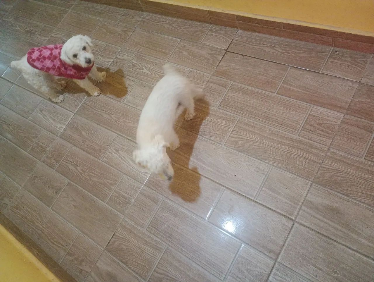 Vamos levar seu melhor amigo verdadeiro para sua casa ? - Foto 3