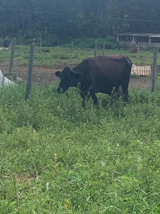 Vendo 6 vacas para engorda ou cria - Foto 3