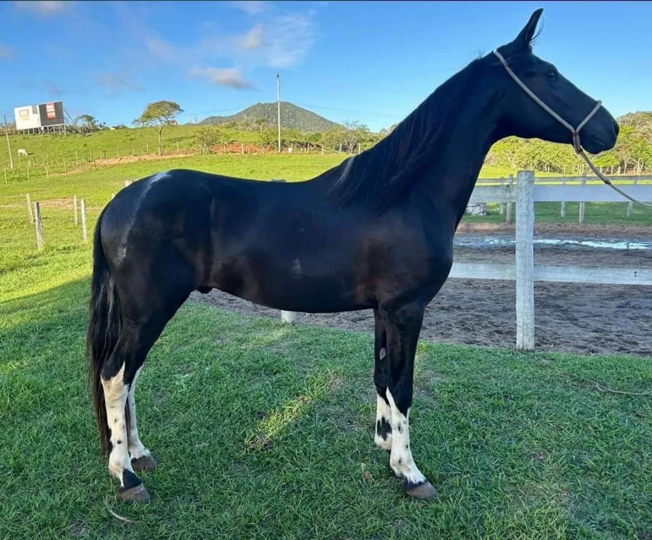 Cavalo Mangalarga marchador