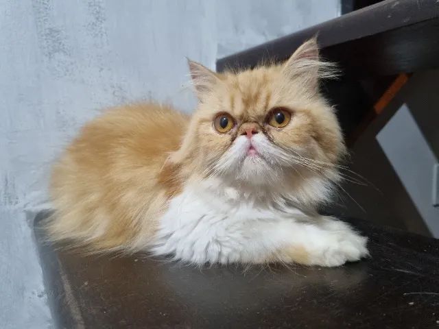 Gata persa joven  - Foto 4