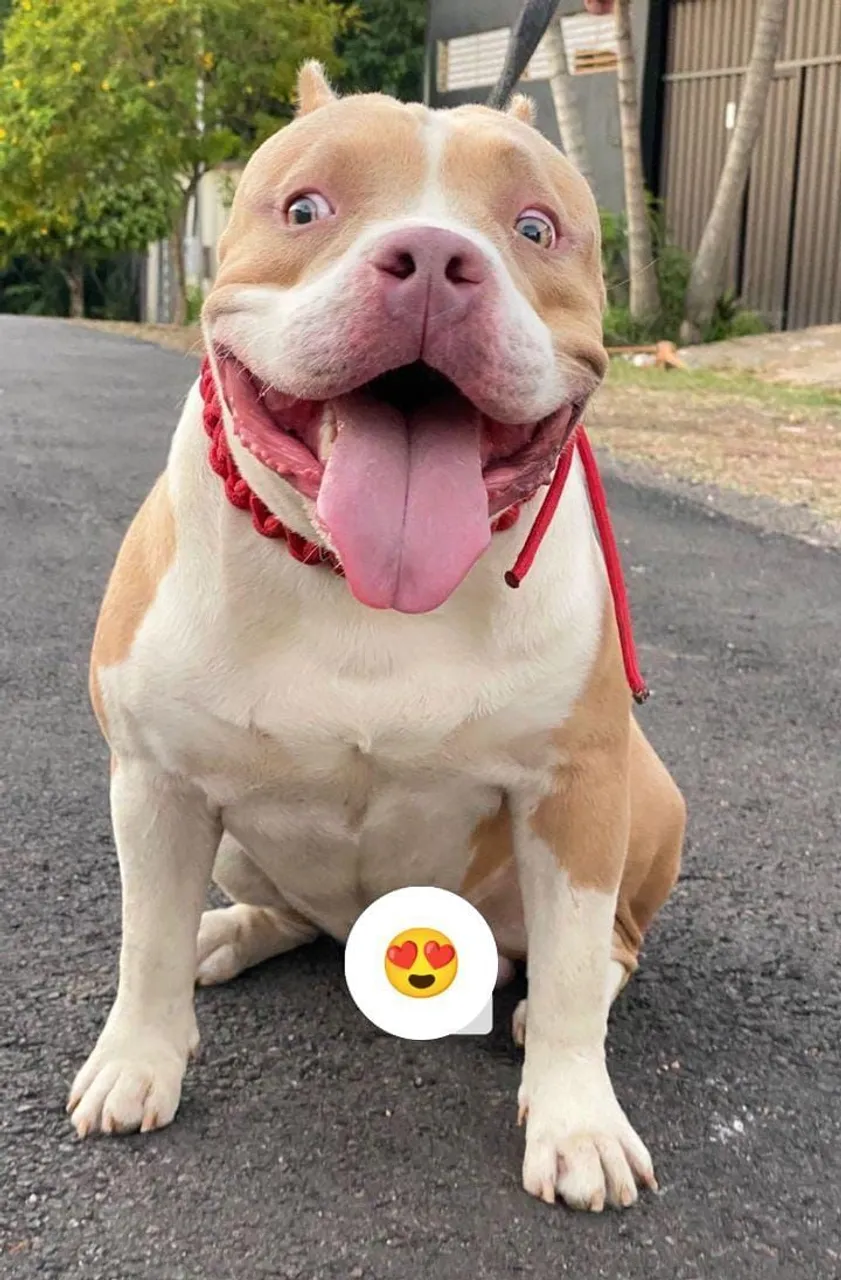 American Bully