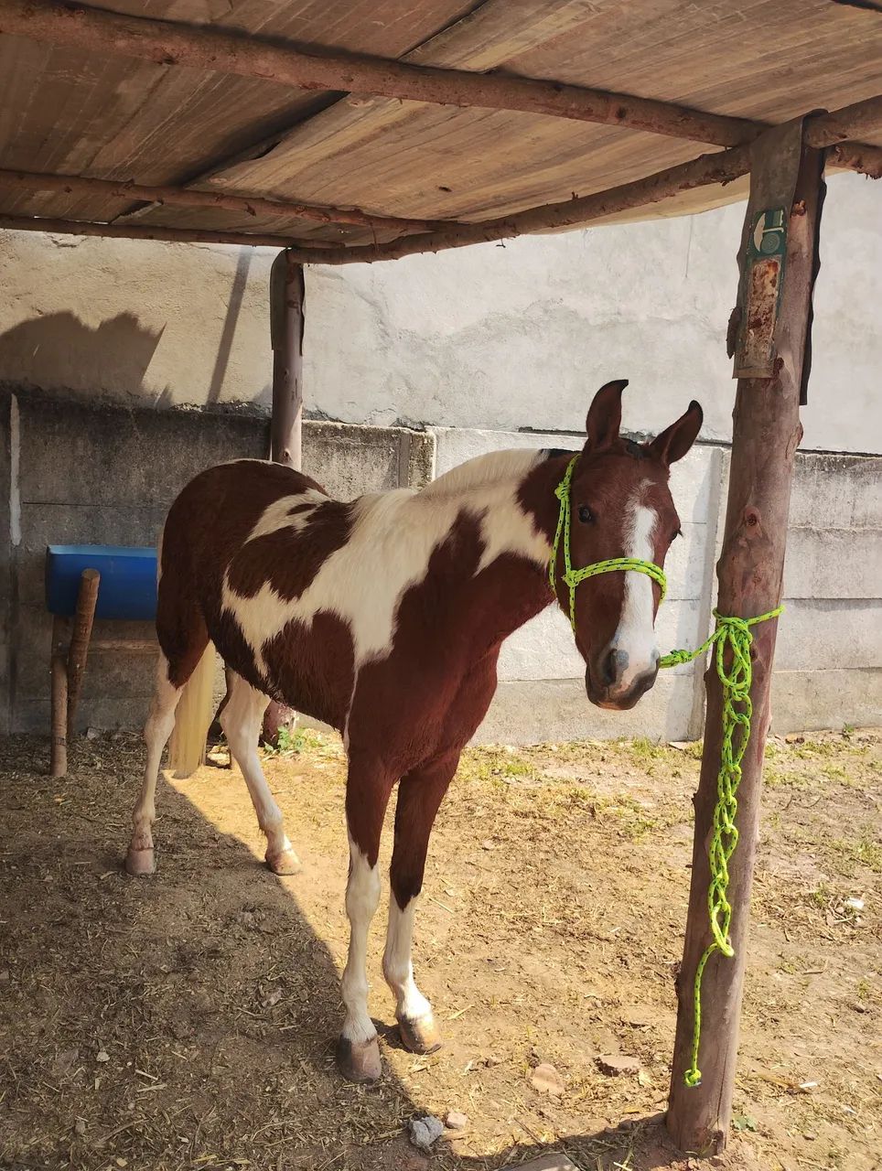 Égua Piquira pampa de marcha picada 