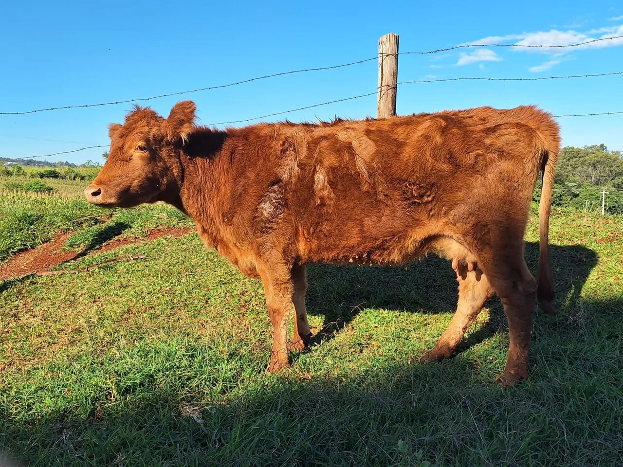 Vaca primeira cria