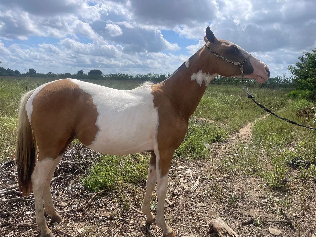 Potra magalarga top  - Foto 3