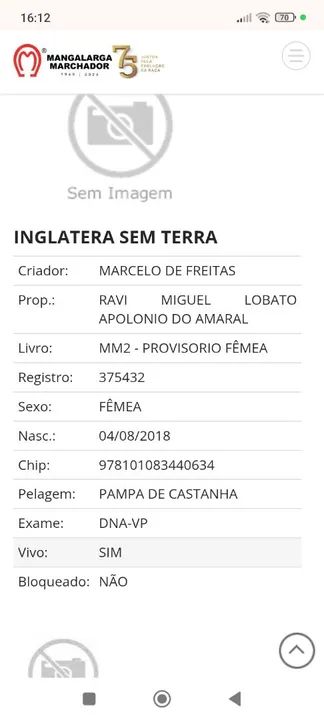 Égua PAMPA CASTANHA, A VENDA. - Foto 5