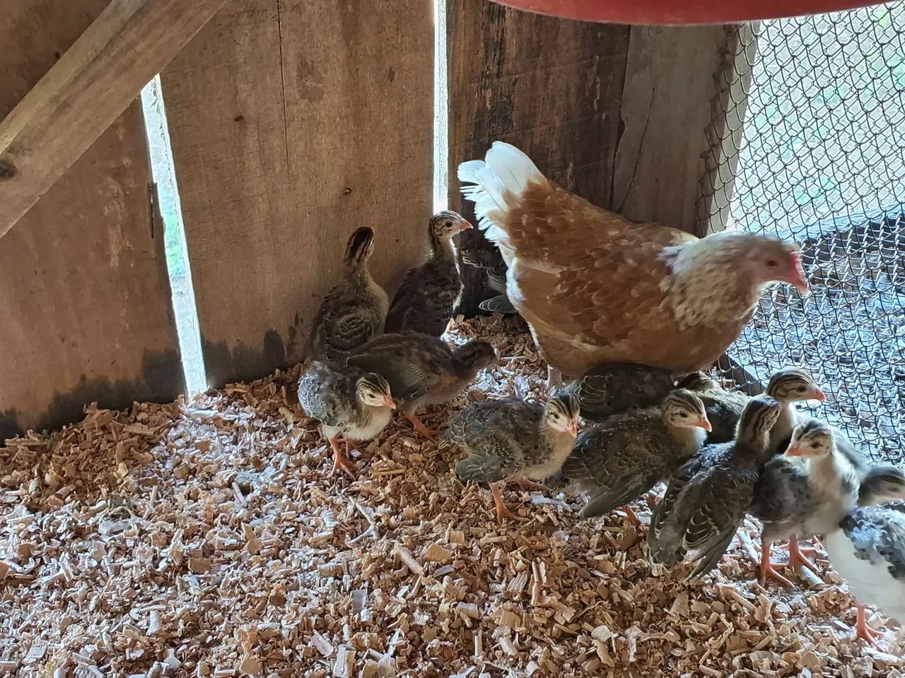 Filhotes de angulistas - Foto 4