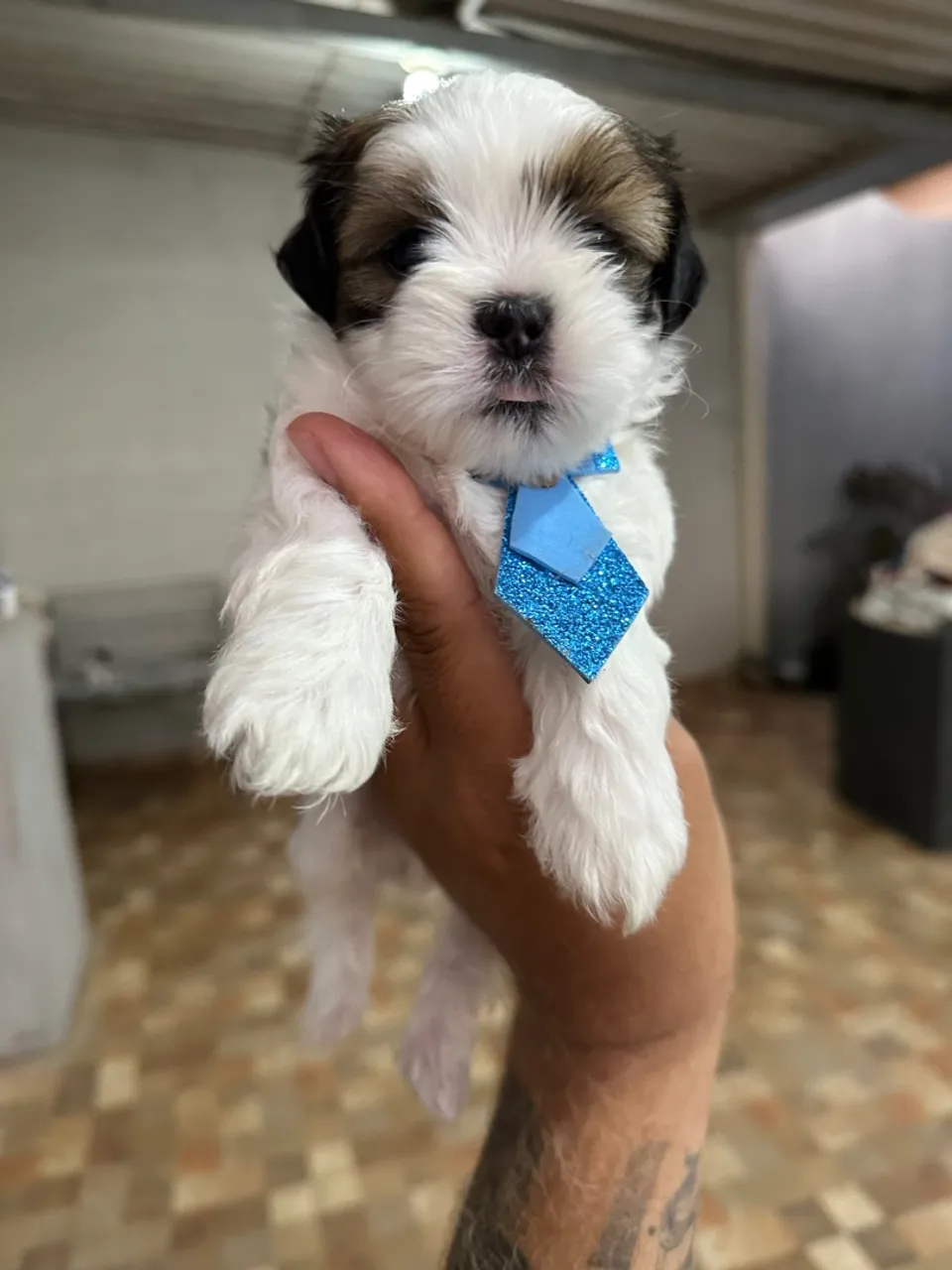 Shih tzu machinho - lindo filhote Tricolor 