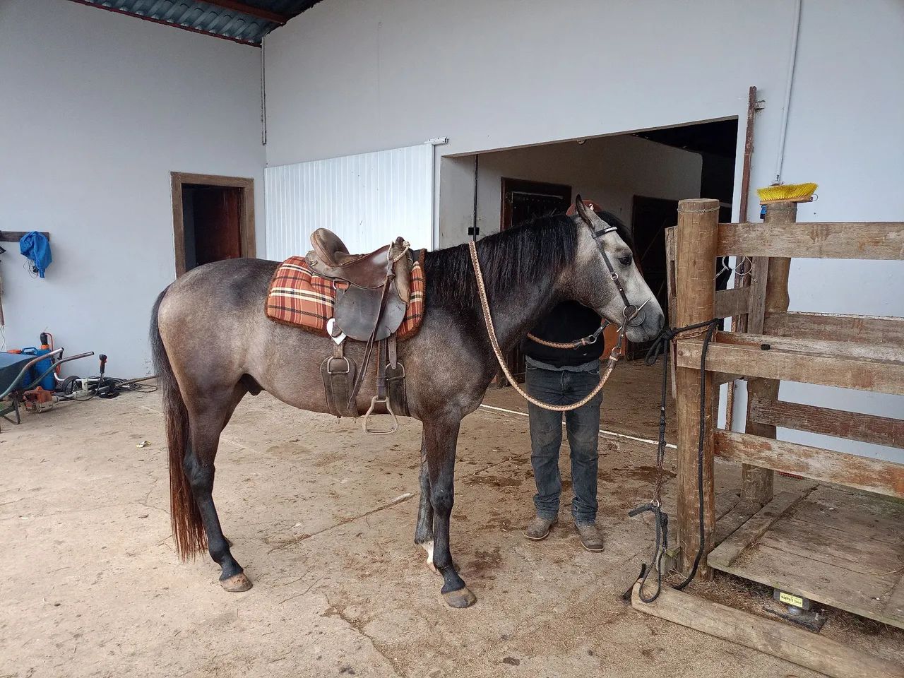 Cavalo Mangalarga Marchador  - Foto 5