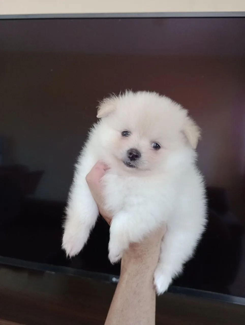 Filhote de Spitz Alemão- fêmea  - Foto 2