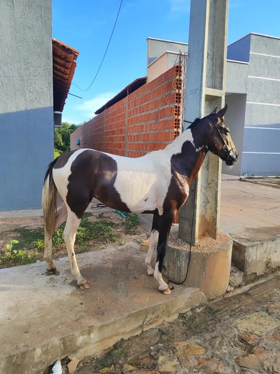 Potra Paint Horse