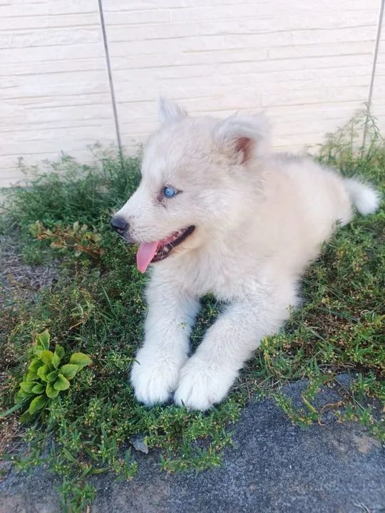 Filhotes de Husky Siberiano - Foto 2